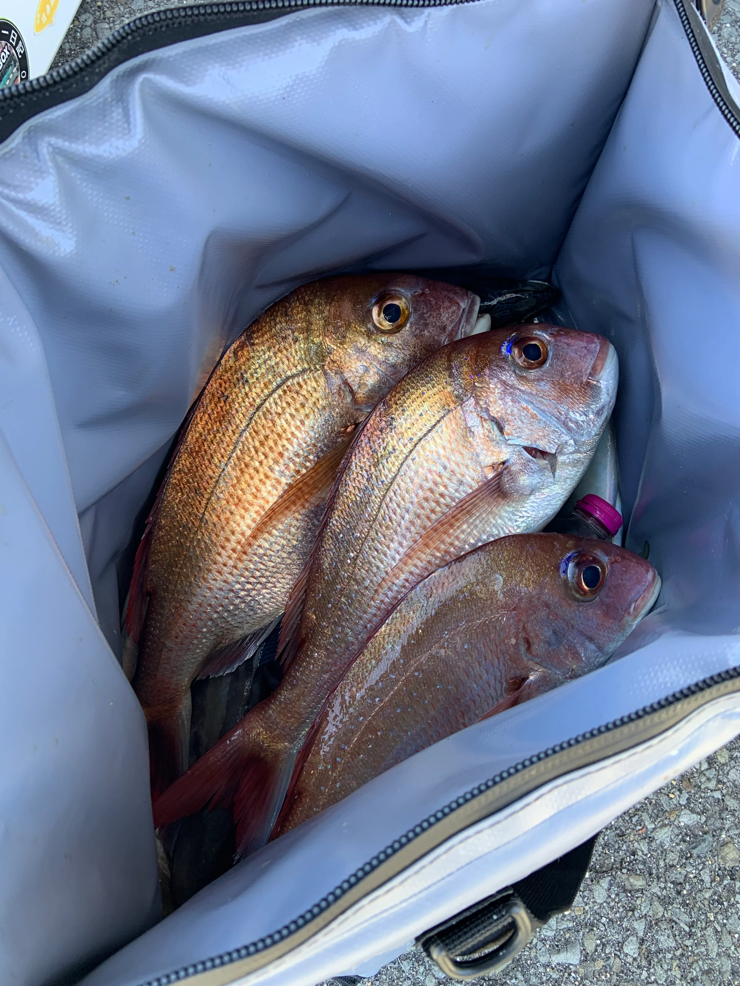 27QT Fish Bag Cooler With Flat Bottom - Image 8